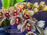 Cymbidium Doctor Len 'Geyserland' – Pendulous, prolific bloomer!