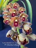 Cymbidium Doctor Len 'Geyserland' – Pendulous, prolific bloomer!