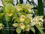 Cymbidium Dream ‘Ice Green’, Good bloomer!