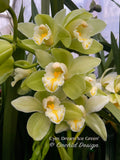 Cymbidium Dream ‘Ice Green’, Good bloomer!