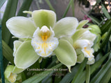 Cymbidium Dream ‘Ice Green’, Good bloomer!