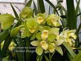 Cymbidium Dream ‘Ice Green’, Good bloomer!