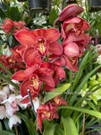 Cymbidium Fire Storm 'Blaze' – Huge Red, Floriferous - Orchid Design