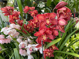 Cymbidium Fire Storm 'Blaze' – Huge Red, Floriferous - Orchid Design