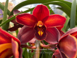 Cymbidium Happy Lambert 'Firefall' Cascading