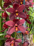 Cymbidium Happy Lambert 'Firefall' Cascading