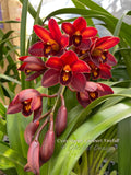 Cymbidium Happy Lambert 'Firefall' Cascading