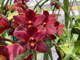 Cymbidium Happy Lambert 'Firefall' Cascading