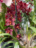 Cymbidium Happy Lambert 'Firefall' Cascading
