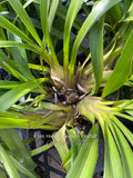 Cymbidium Happy Lambert 'Firefall' Cascading
