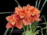 Cymbidium Hazel Fay 'Shocking' AM/AOS - Orchid Design