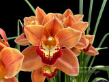 Cymbidium Hazel Fay 'Shocking' AM/AOS - Orchid Design