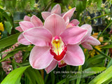 Cymbidium Helen Tangcay 'Charming' S/CSA, HCC/AOS