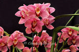 Cymbidium Helen Tangcay 'Charming' S/CSA, HCC/AOS