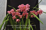 Cymbidium Helen Tangcay 'Charming' S/CSA, HCC/AOS