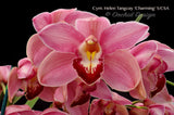 Cymbidium Helen Tangcay 'Charming' S/CSA, HCC/AOS
