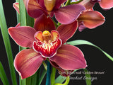 Cymbidium Khan Wall ‘Golden Brown’