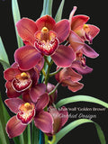 Cymbidium Khan Wall ‘Golden Brown’