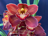 Cymbidium Khan Wall ‘Golden Brown’