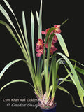 Cymbidium Khan Wall ‘Golden Brown’