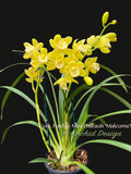 Cymbidium Foxfire Mini Pharaoh 'Malcome' Cute Fragrant!