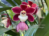 Cymbidium Red Pepper 'Janice' – Very cute Red & white lip