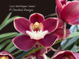 Cymbidium Red Pepper 'Janice' – Very cute Red & white lip