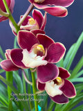 Cymbidium Red Pepper 'Janice' – Very cute Red & white lip