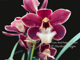 Cymbidium Red Pepper 'Janice' – Very cute Red & white lip