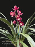 Cymbidium Red Pepper 'Janice' – Very cute Red & white lip