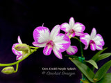 Dendrobium Enobi Purple 'Splash' AM/AOS - Orchid Design