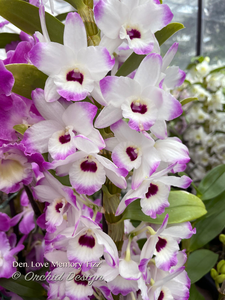 Dendrobium Love Memory 'Fizz' – Fragrant, Floriferous – Orchid Design