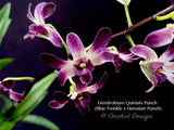 Dendrobium Quintals Punch