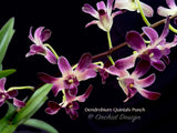 Dendrobium Quintals Punch