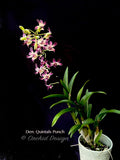Dendrobium Quintals Punch