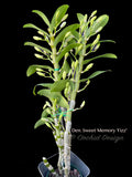 Dendrobium Love Memory 'Fizz' – Fragrant, Floriferous