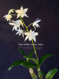 Dendrobium White Grace 'Sato' – FRAGRANT May blooming!