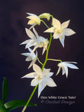 Dendrobium White Grace 'Sato' – FRAGRANT May blooming!