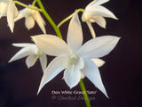 Dendrobium White Grace 'Sato' – FRAGRANT May blooming!