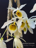 Dendrobium bensoniae – Rare Species, Fragrant