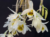 Dendrobium bensoniae – Rare Species, Fragrant