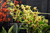Dendrobium spectabile Fragrant, spectacular
