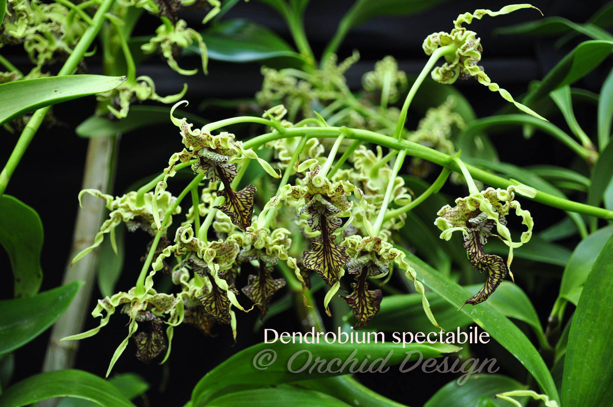 Dendrobium spectabile Fragrant, spectacular – Orchid Design
