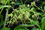 Dendrobium spectabile Fragrant, spectacular