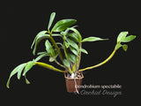 Dendrobium spectabile Fragrant, spectacular