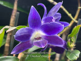 Dendrobium victoria-reginae ('Blues Brothers' x 'Royal Blue') – Dark Blue - Orchid Design