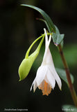 Dendrobium longicornu (hirsutum) – Species