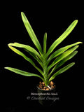 Dimorphorchis lowii – Blooming size, very rare, beautiful, fragrant species - Orchid Design