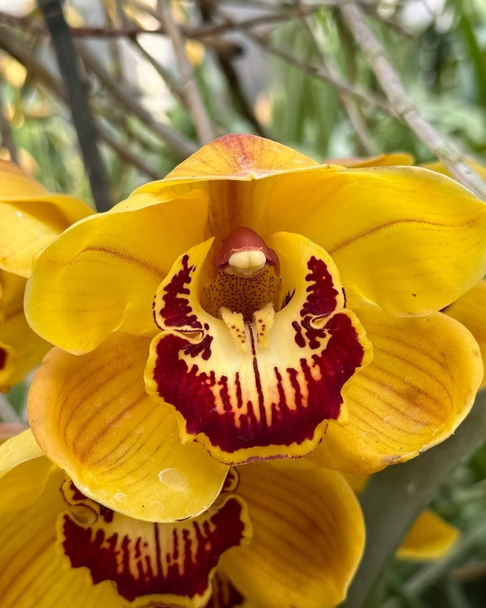 Cymbidium Kulnura Titan x (Tony McCartney x Fox Dancer) 'Golden