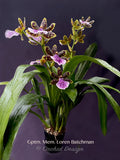 Galeopetalum (Zygo.) Memoria Loren Batchman – Huge Plant,  Fragrant!